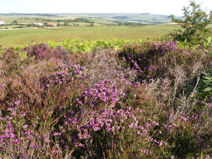 Lilla Howe Walk across Fylingdales Moor to Lilla Cross Jugger Howe lay-bye car ...