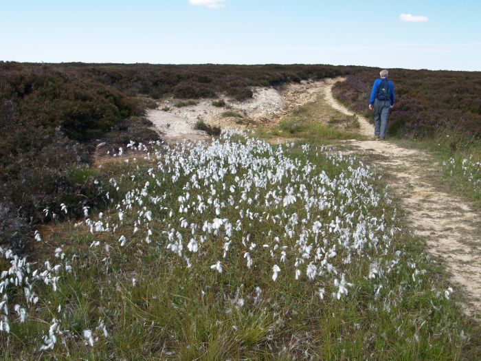 Lilla Howe Walk across Fylingdales Moor to Lilla Cross Jugger Howe lay-bye car ...