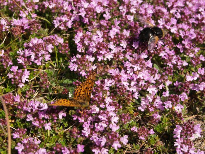 Lilla Howe Walk across Fylingdales Moor to Lilla Cross Jugger Howe lay-bye car ...